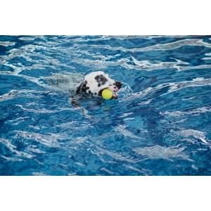 Είναι το νερό της πισίνας ασφαλές για τους σκύλους;
